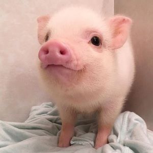 Meet your Posher, Jolie